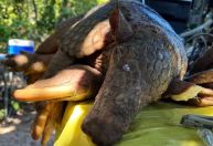 Acima da média: tatu com pênis de 33 centímetros é encontrado no MS