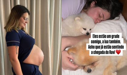 viih tube e cachorros