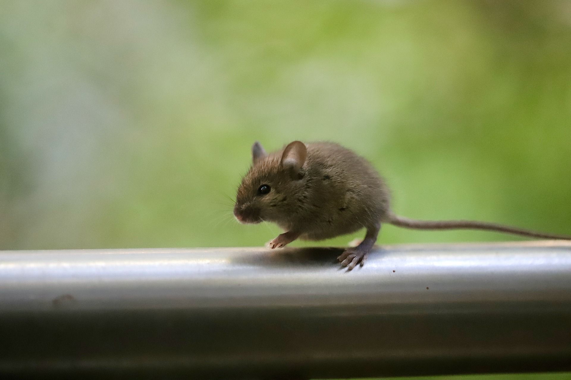 O macho submisso bate em retirada, enquanto o agressor interage com a fêmea • Nennieinszweidrei/Pixabay