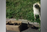Vídeo: cadela “pede socorro” e policiais resgatam filhotes abandonados em Curitiba