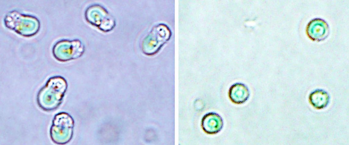 Cloroplastos (à direita) foram retirados de algas vermelhas (à esquerda) e implantados em células animais • R. Aoki  Proceedings of the Japan Academy, Série B, 2024