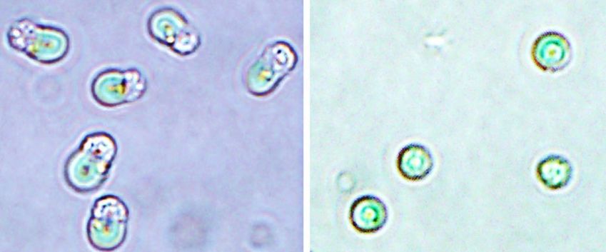 Cloroplastos (à direita) foram retirados de algas vermelhas (à esquerda) e implantados em células animais • R. Aoki Proceedings of the Japan Academy, Série B, 2024