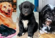 Filhote de cruzamento entre Golden Retriever e Shih tzu é batizado de "Miau"
