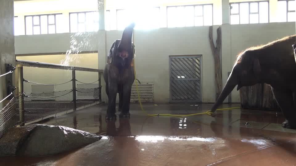Elefante "Mary" impressiona cientistas ao usar mangueira para tomar banho