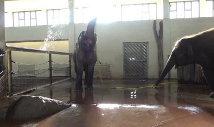 Elefanta Mary impressiona cientistas ao usar mangueira para tomar banho