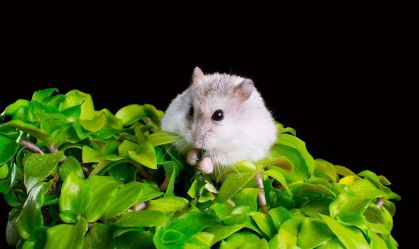 Fotossíntese é alcançada pela 1ª vez em células animais; entenda