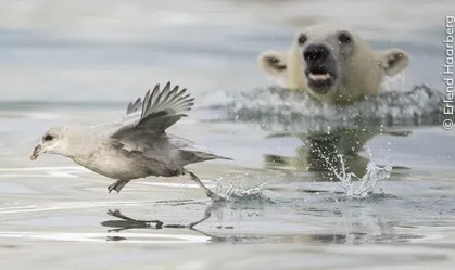 Fotógrafo de Vida Selvagem 2024: veja fotos dos finalistas para votação popular