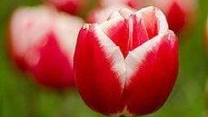 Entenda o significado da tulipa vermelha, símbolo da conscientização sobre Parkinson