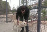 Peru discute lei que prevê licença de trabalho por morte de pets