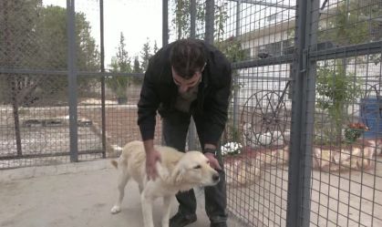 Peru discute lei que prevê licença de trabalho por morte de pets