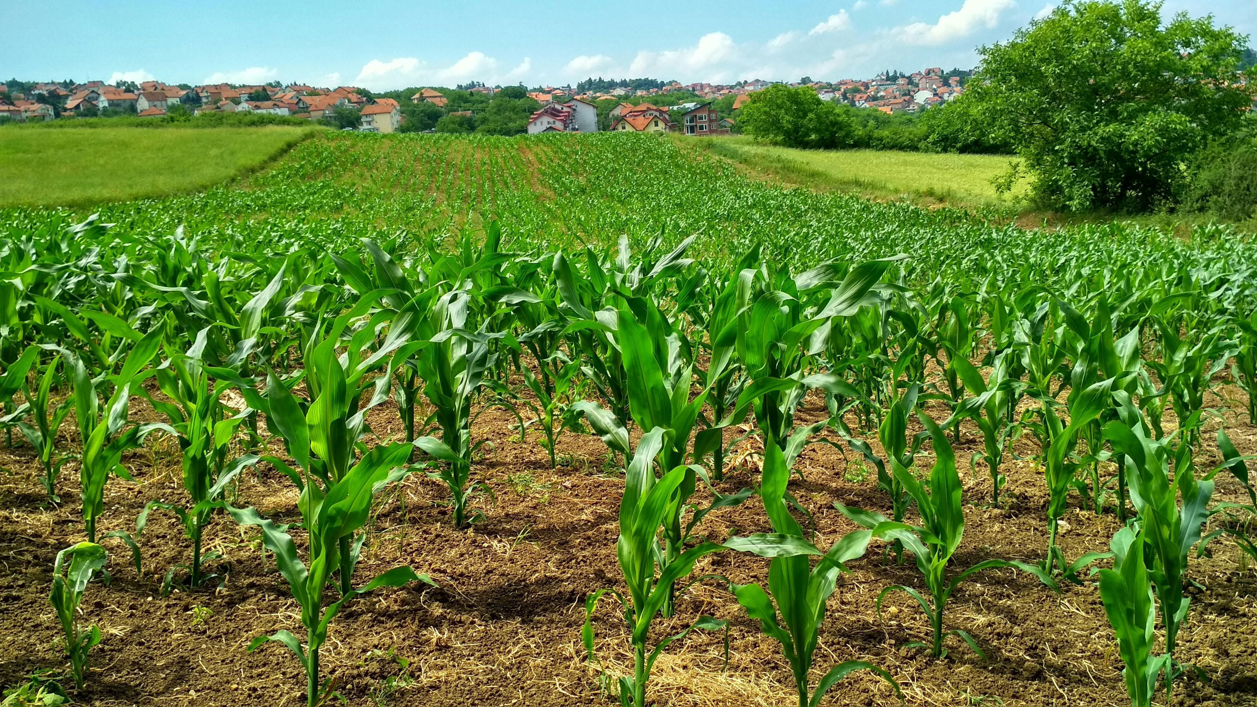 Agricultura