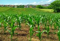 Pesquisa revela como sistema de defesa de plantas fica vulnerável a pragas