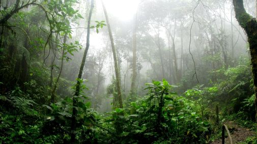 Amazônia