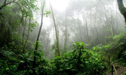 Partículas no topo de árvores da Amazônia contribui para formação de chuvas