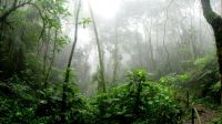 Países amazônicos "esquecem" promessas e repetem cúpula sem resultados