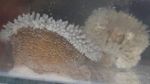 Anêmona-do-mar foi encontrada vivendo sobre conchas de caramujos marinhos a uma profundidade de 5 a 20 metros