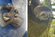 Bicho-preguiça é resgatado após ser encontrado por lojista em caminhão no litoral de SP