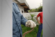 Jiboia exótica é resgatada em casa em Florianópolis (SC)
