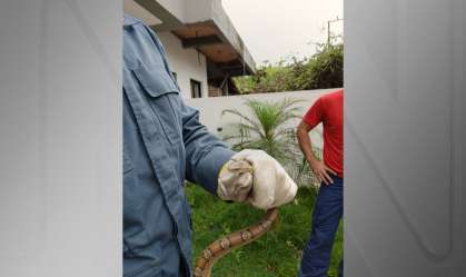 Jiboia exótica é resgatada em casa em Florianópolis (SC)