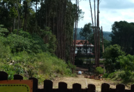 Homem morre após ser atingido por árvore em São Roque (SP)