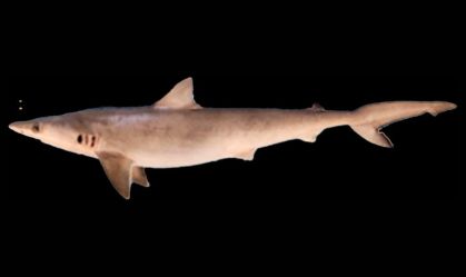 Microplástico é encontrado em 100% dos tubarões analisados no litoral de PE