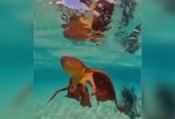 Pescador faz registro raro de polvo-véu em Fernando de Noronha; veja vídeo