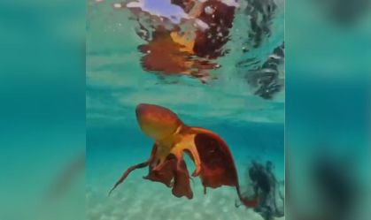 Pescador faz registro raro de polvo-véu em Fernando de Noronha; veja vídeo