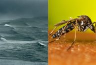 El Niño aumentou infestação do Aedes aegypti em SP, diz estudo