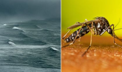 El Niño aumentou infestação do Aedes aegypti em SP, diz estudo