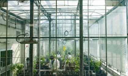 Árvores se adaptam a mudanças de temperatura extrema, aponta pesquisa