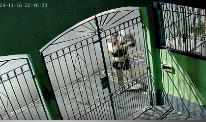 Vídeo: cachorra Shih Tzu é roubada na garagem de casa no litoral de SP; polícia investiga
