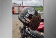 Revolta dos insetos: Em Formiga (MG), capacete de motoboy é tomado por abelhas