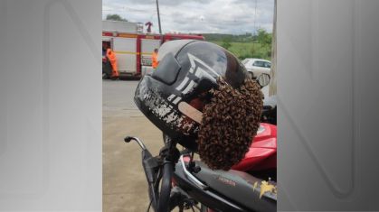 Capacete ficou tomado por abelhas em MG