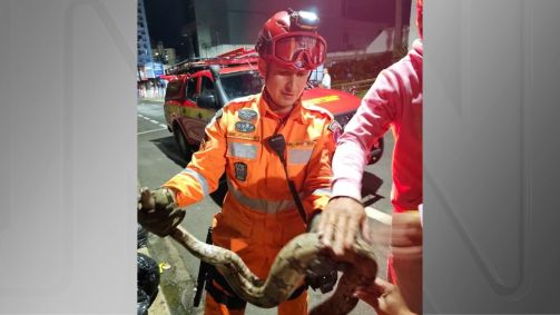 Momento em que os bombeiros resgatam a jiboia