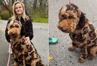 Reese Witherspoon posa com cachorro de aparência inusitada; veja fotos