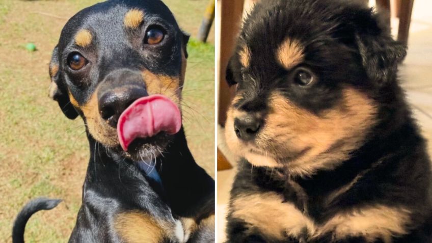 Paternidade sobre um dos filhotes de uma cachorra da raça Golden Retriever pode ser redescoberta • Reprodução