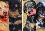 Reviravolta: além de Shih Tzu, Golden pode ter engravidado de outro cachorro ao mesmo tempo