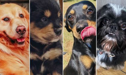 Reviravolta: além de Shih Tzu, Golden pode ter engravidado de outro cachorro ao mesmo tempo