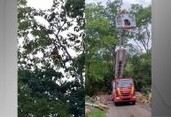Vídeo: arara fica presa em linha e bombeiros realizam resgate em GO