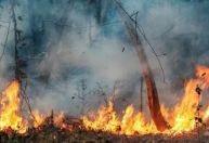 Indígenas e bombeiros combatem incêndio florestal há mais de uma semana no Pará