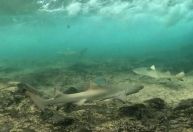 Campanha incentiva população a fotografar tubarões em Fernando de Noronha; entenda