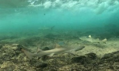 Campanha incentiva população a fotografar tubarões em Fernando de Noronha; entenda