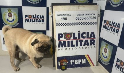 CACHORRO SEUQESTRADO