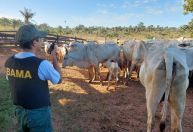 PF faz operação contra fraudes em venda de gado em terra indígena no Pará