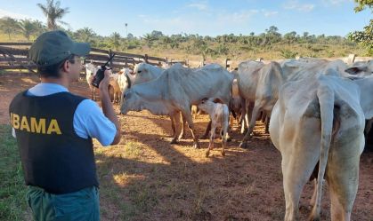 PF faz operação contra fraudes em venda de gado em terra indígena no Pará