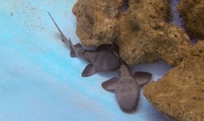 Turista é mordida por tubarão após esbarrar no animal em Fernando de Noronha