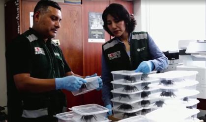 Homem é preso com mais de 300 tarântulas no corpo em aeroporto no Peru