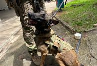 Evento com ministros do STF e Theresa May tem reforço na segurança com cão farejador de bombas