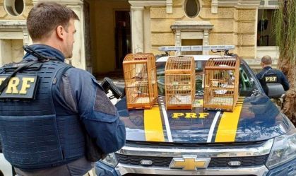 Aves resgatadas pela PRF no Rio
