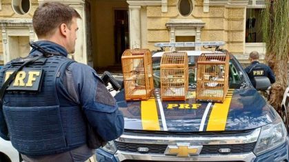 Aves resgatadas pela PRF no Rio